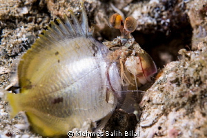 Big appetite of the mantis shrimp. by Mehmet Salih Bilal 